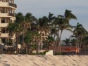Palm trees