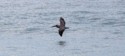 Pelican