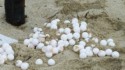 Rescued sea turtle eggs