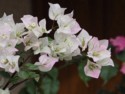White bougainvillea