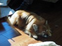 Ginger snoozing