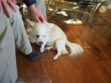 Hazel gets her ears scratched