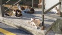 Lots of feral cats
