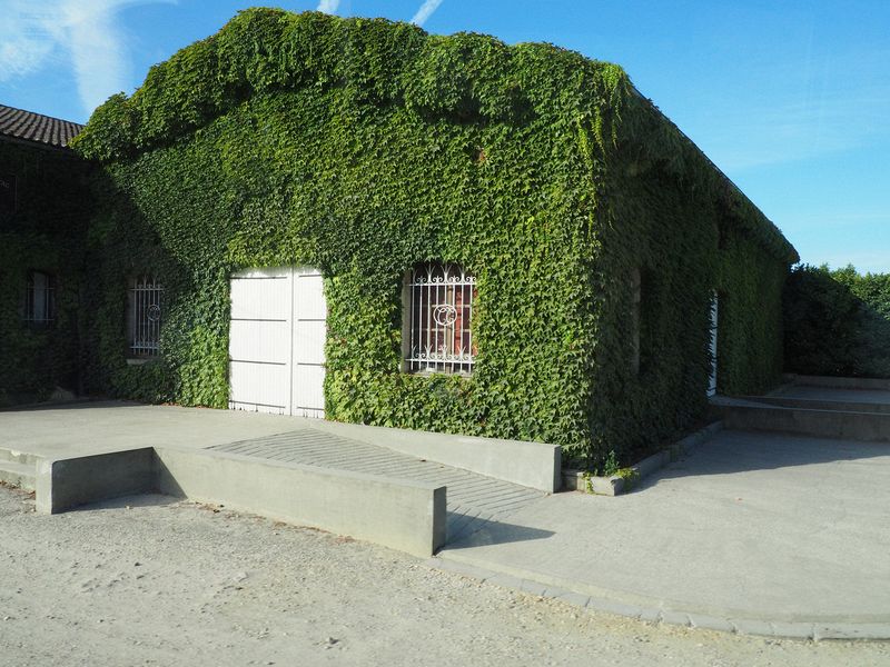 A vine covered building