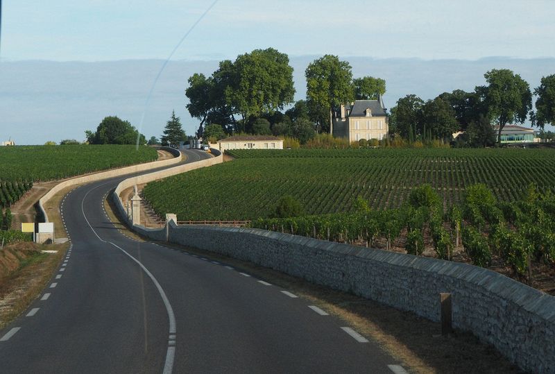The road winds through the vineyards