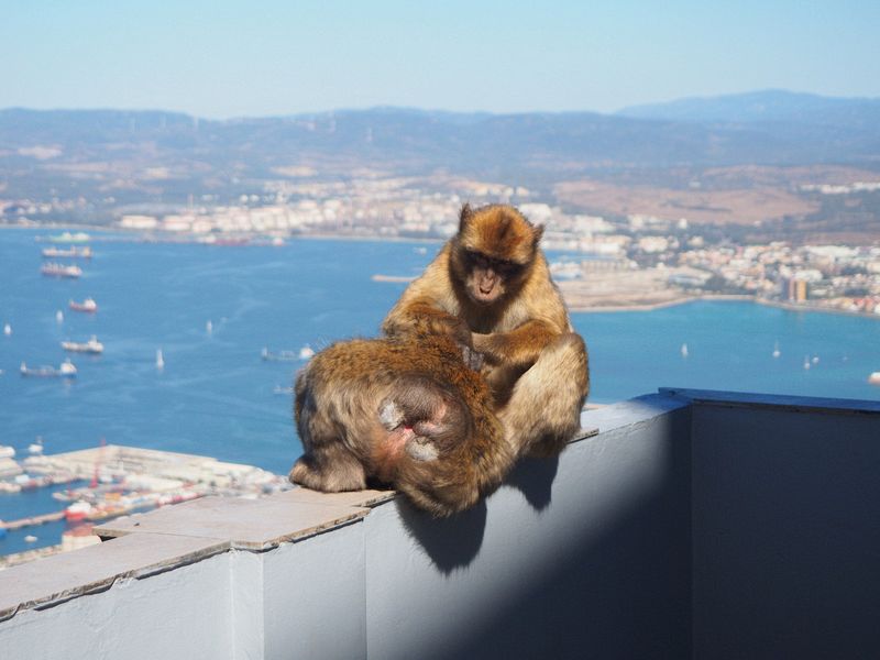 We see our first apes - Barbary macaques