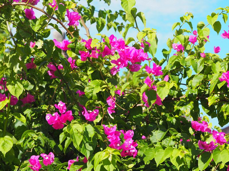 Bougainvillea