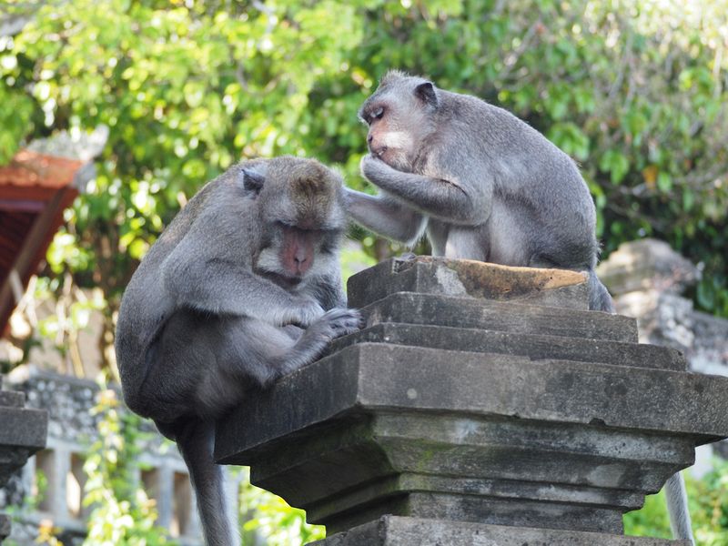 Monkey grooming
