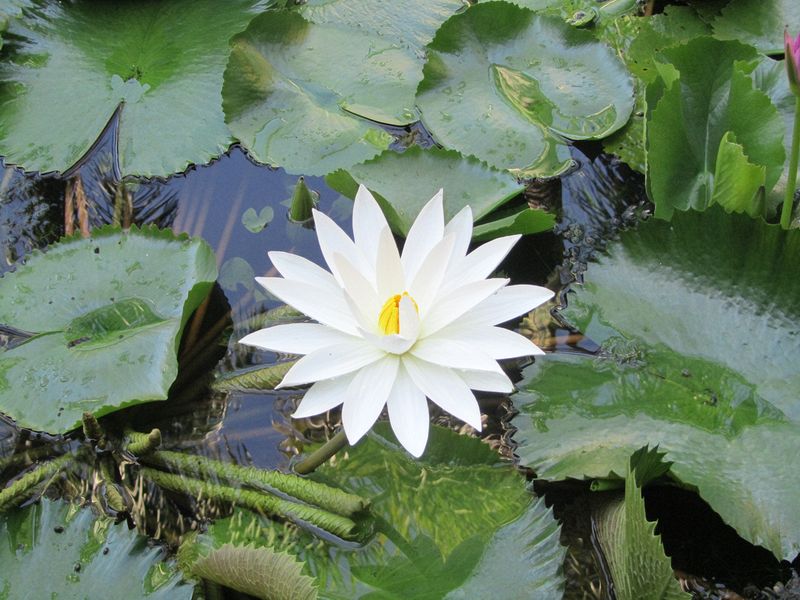 Water lily