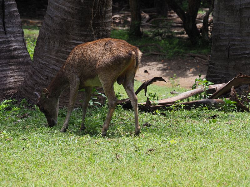 A local deer--one of the Komodo dragon's favorite foods