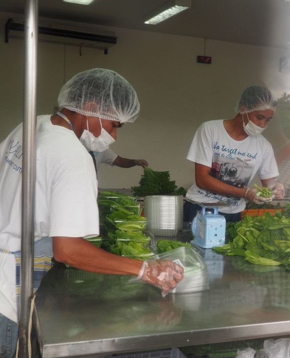 Packaging lettuce for the market