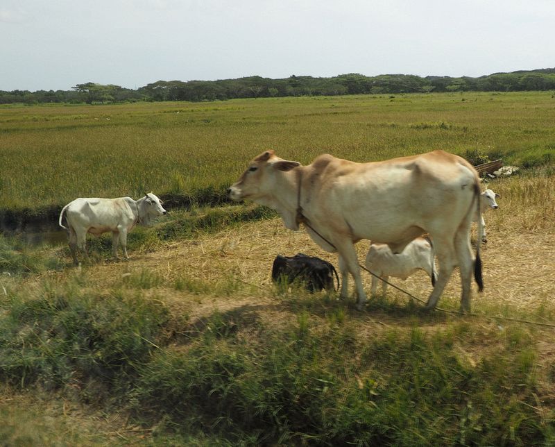 Penal Farm cattle