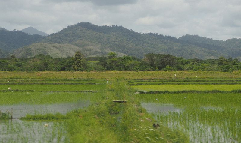 Penal Farm rice paddies