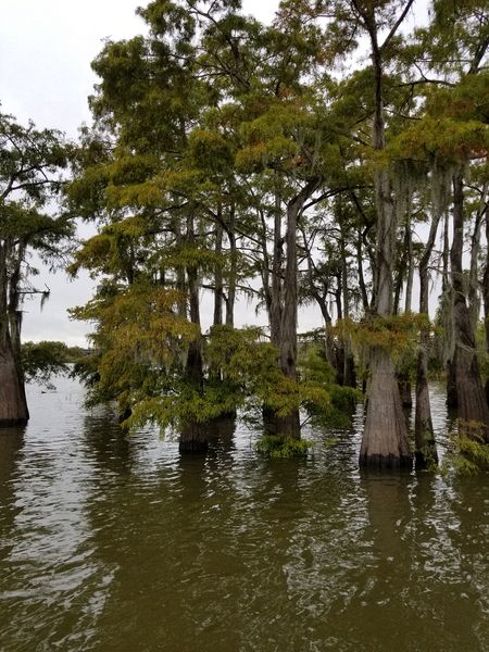 A closer look at the cypress trees