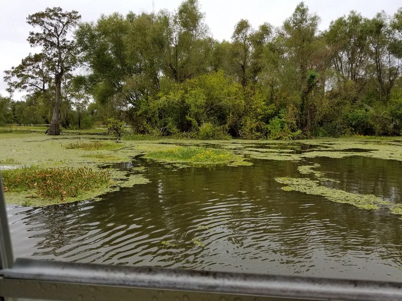 Waiting for alligators