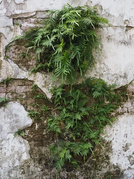 Plants growing in the walls