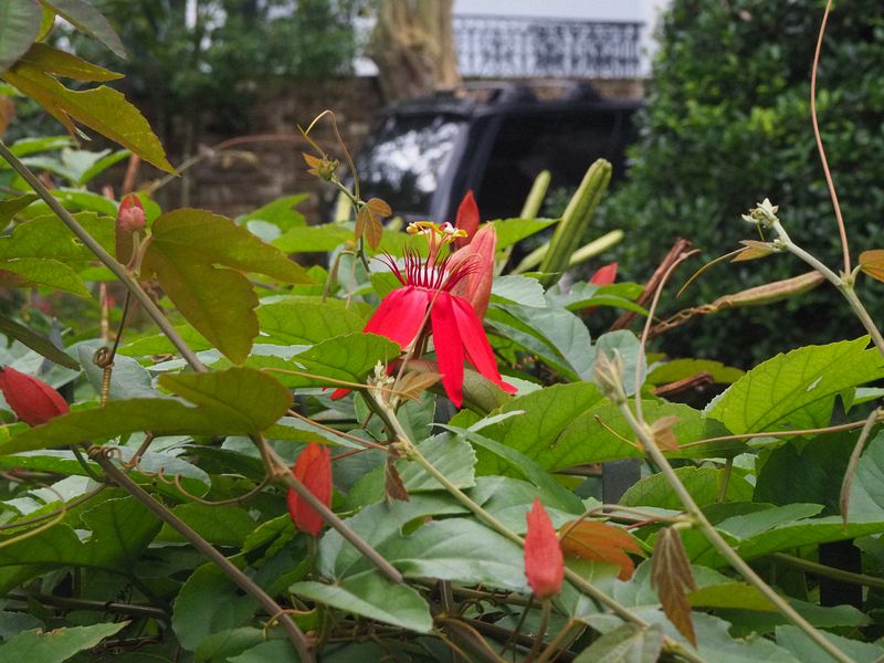 Pretty red flower