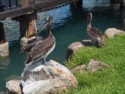 Pelicans