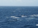 The water is a bit choppy today