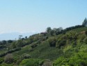 A house at the top of a hillside of coffee bushes