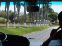 A row of palm trees