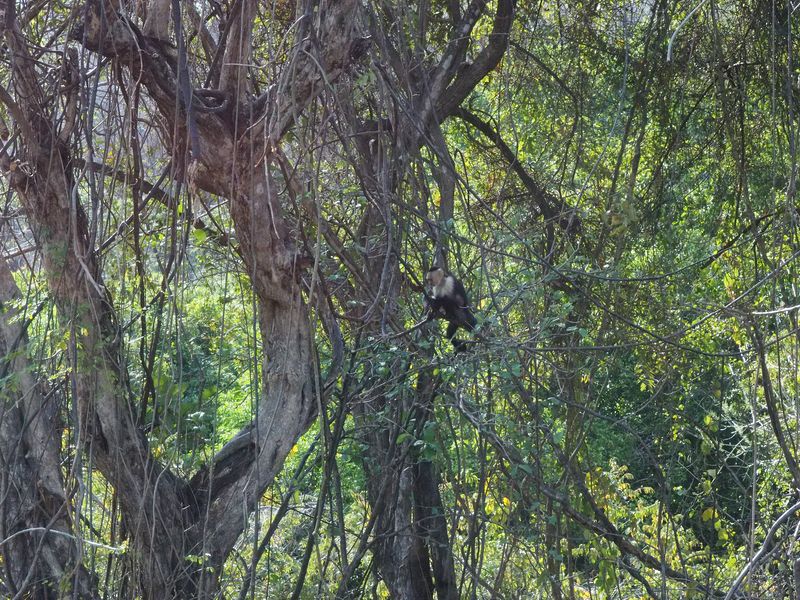 Another monkey