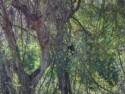Another monkey