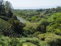 Another view of the coffee farm