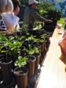 Baby coffee bushes