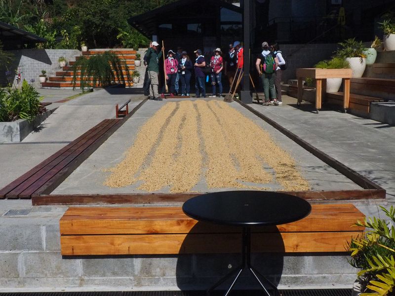 Coffee beans drying in the sun