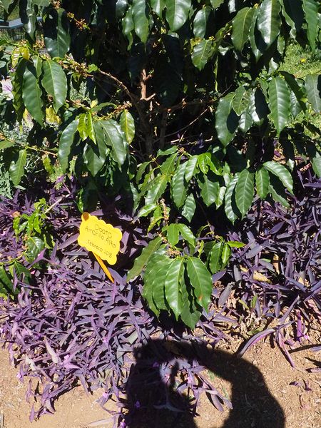Coffee comes in varietals just like wine and this one is Obata Amarillo Alto
