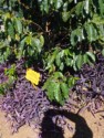 Coffee comes in varietals just like wine and this one is Obata Amarillo Alto