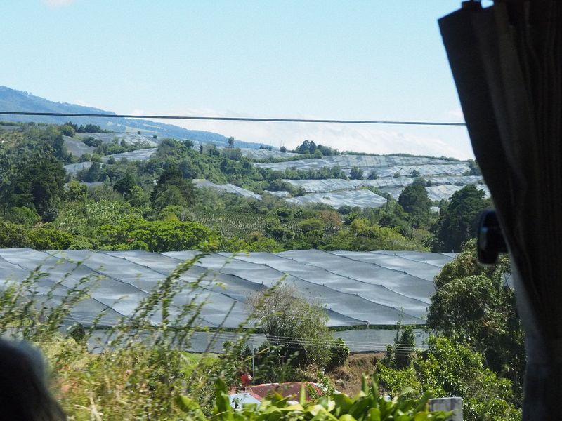 Fields covered with netting