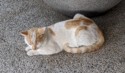 Kitty