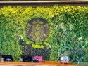 Starbucks logo in flowers