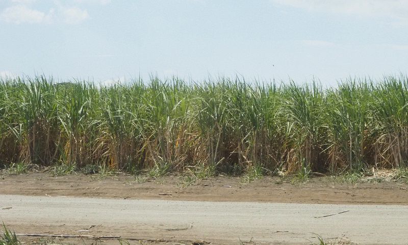 Sugar cane