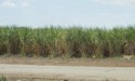 Sugar cane