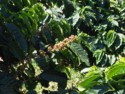 The coffee bushes are flowering