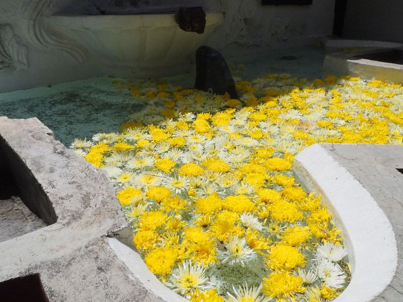 Colorful flowers in a fountain