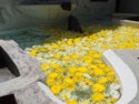 Colorful flowers in a fountain