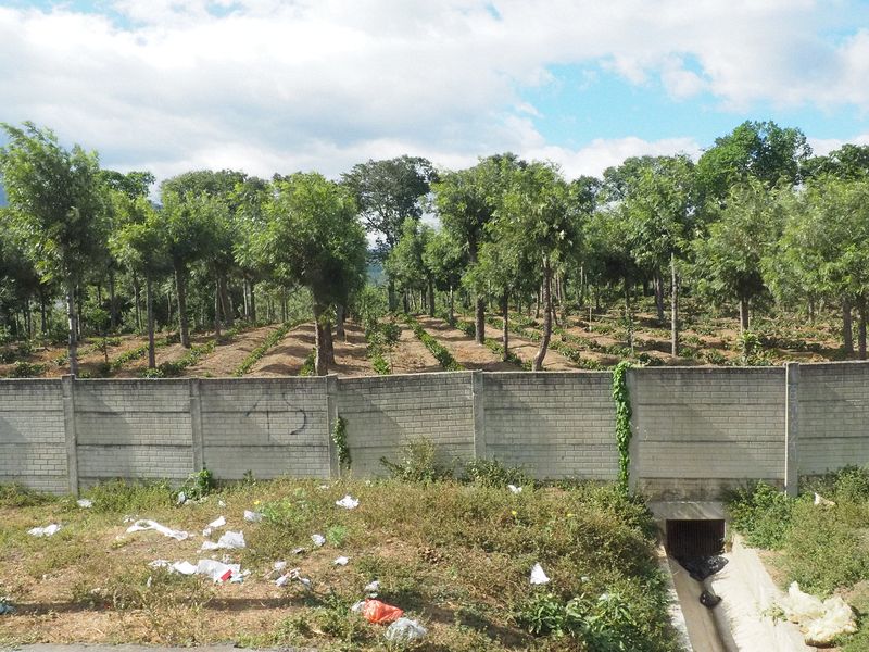 Farm crops