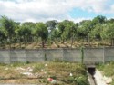 Farm crops