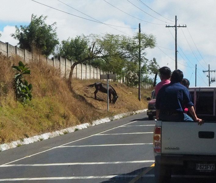 We saw lots of horses grazing at the side fo the road