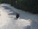 Why did the chicken cross the road