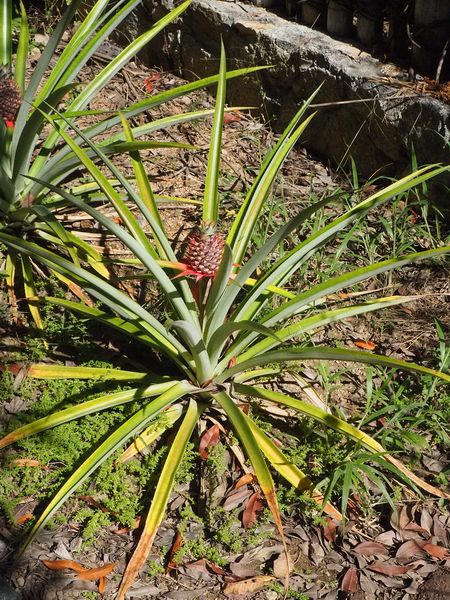 A baby pineapple