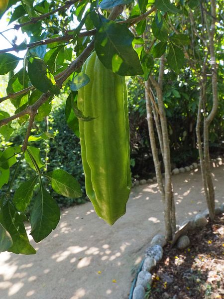 A cacao pod