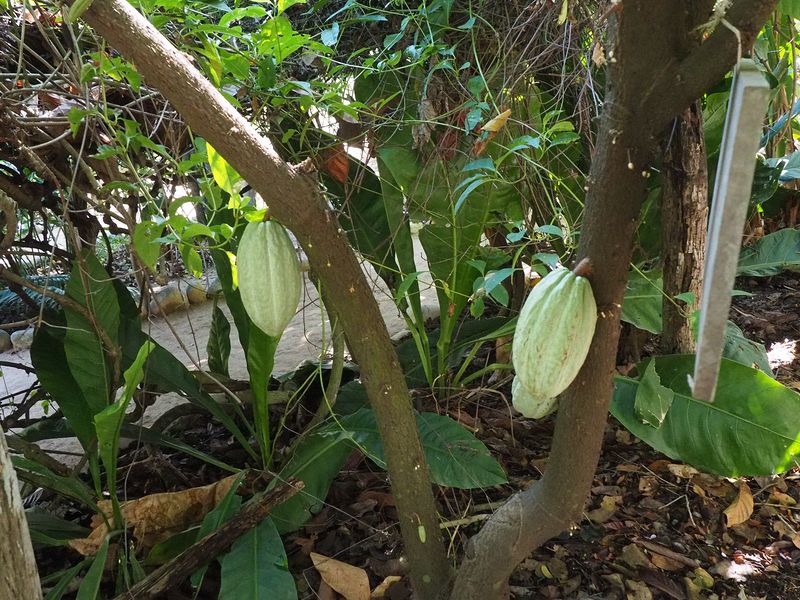 A different kind of cacao