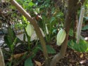 A different kind of cacao
