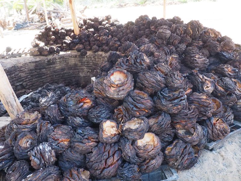Agave pinas that have been roasted