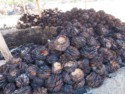 Agave pinas that have been roasted